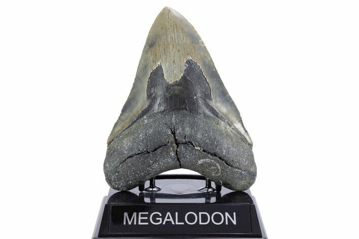 Serrated, Fossil Megalodon Tooth - North Carolina #345665